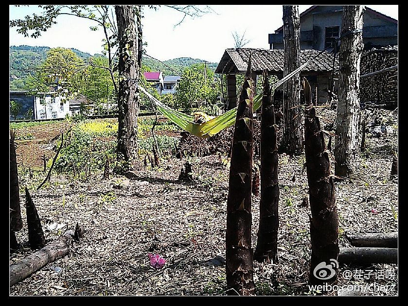 山笋成片.jpg