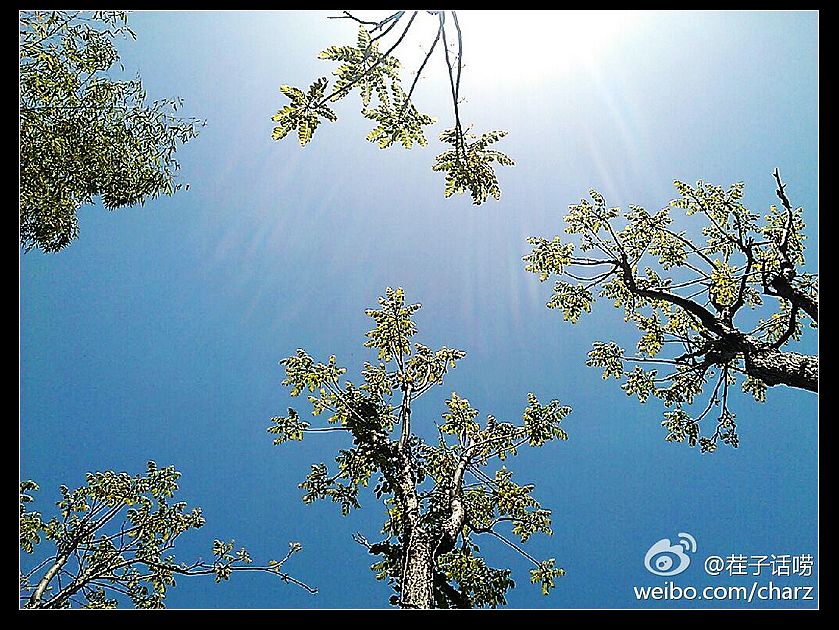 吊床上的仰拍.jpg