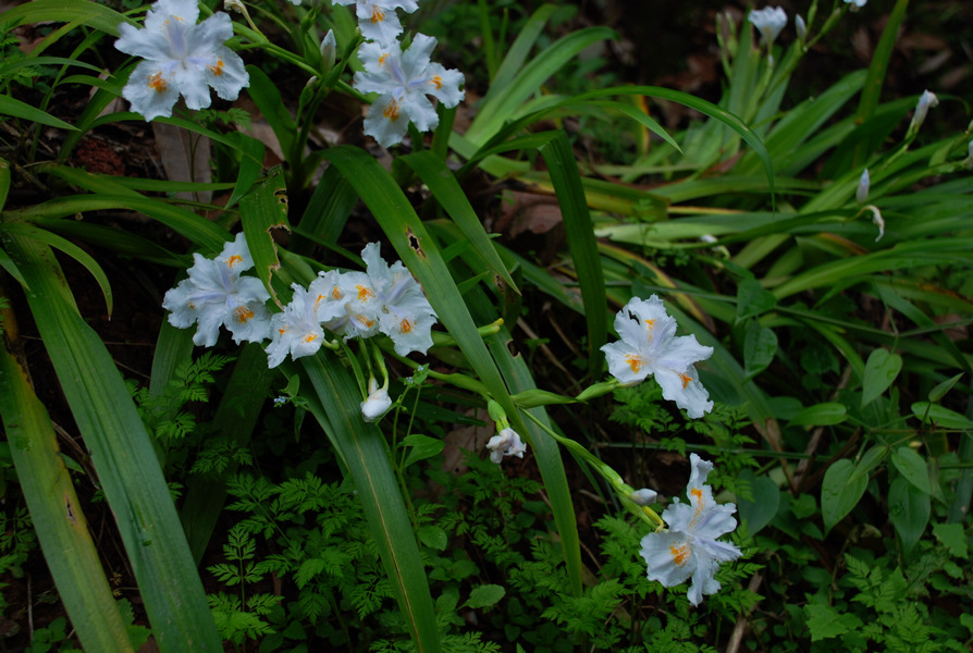 dsc_0175.jpg