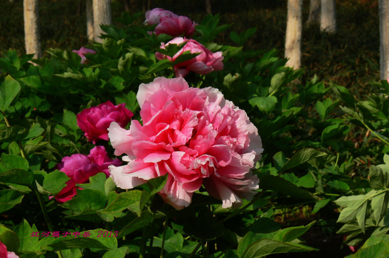 p1260544.jpg