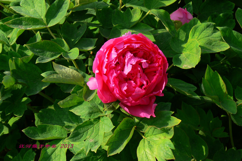 p1260525.jpg
