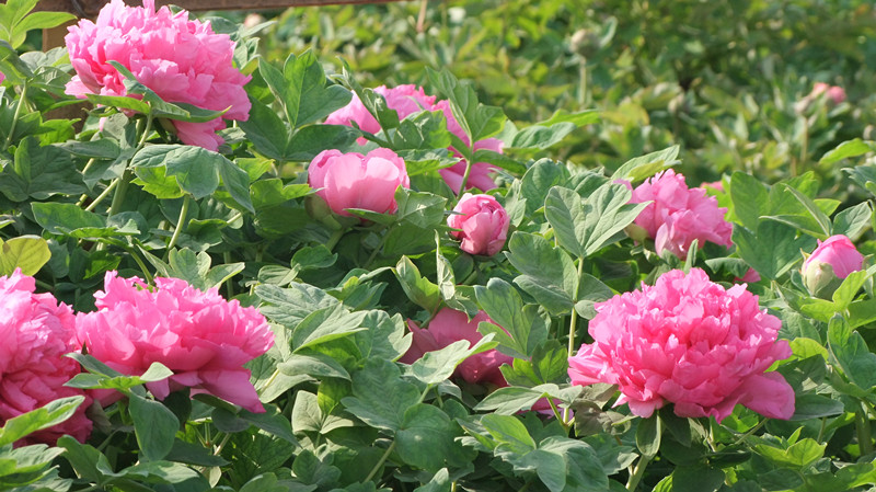 dscf9035_.jpg