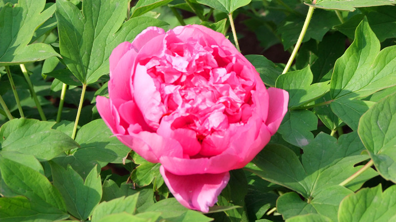 dscf9036_.jpg