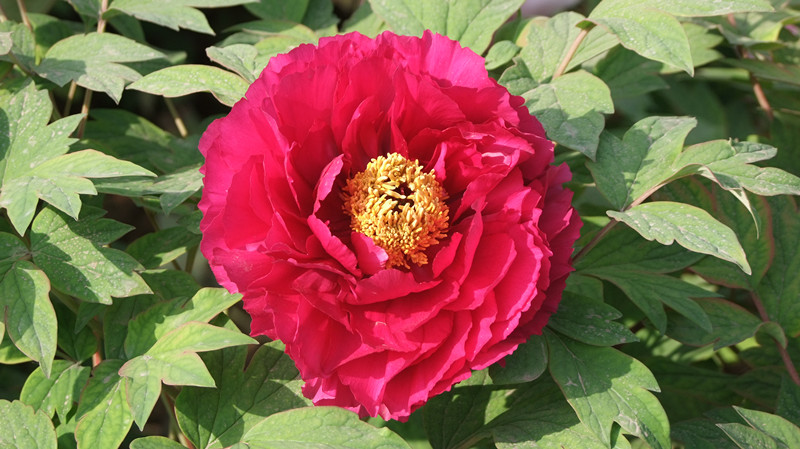 dscf9034_.jpg