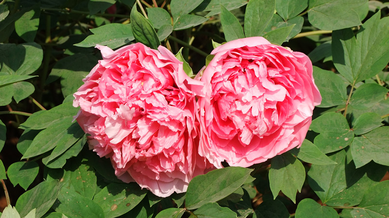 dscf9054_.jpg