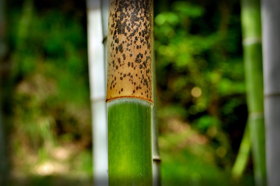 dsc_0968.jpg