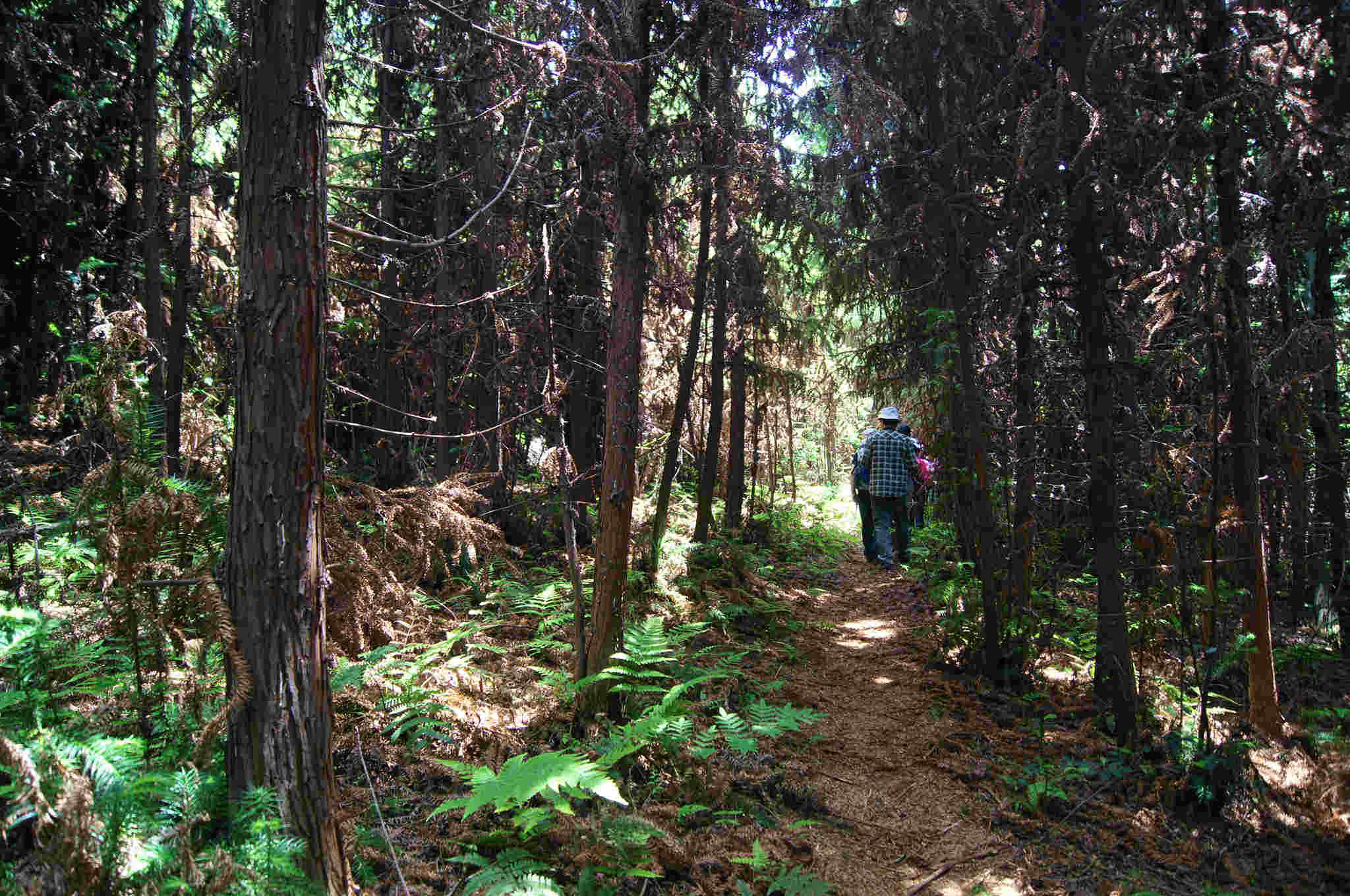 dsc06094 -  - .jpg