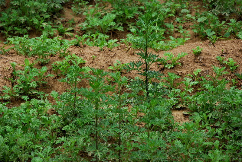 dsc_8290.jpg