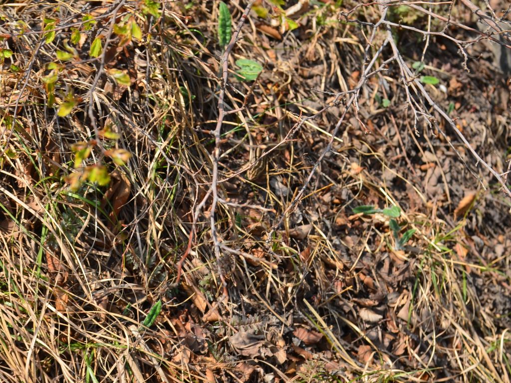 dsc_0535.jpg