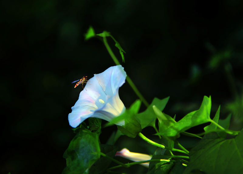 img_7596ba.jpg