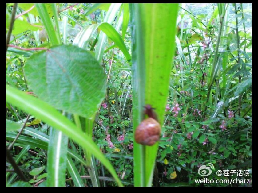 蜗牛.jpg