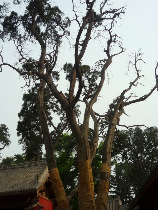 p1190383_.jpg