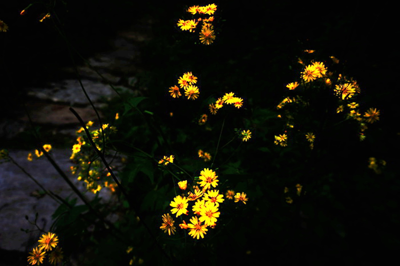 dsc02081_.jpg
