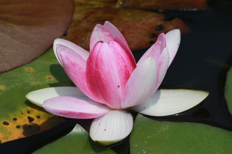 neo_img_img_4466.jpg