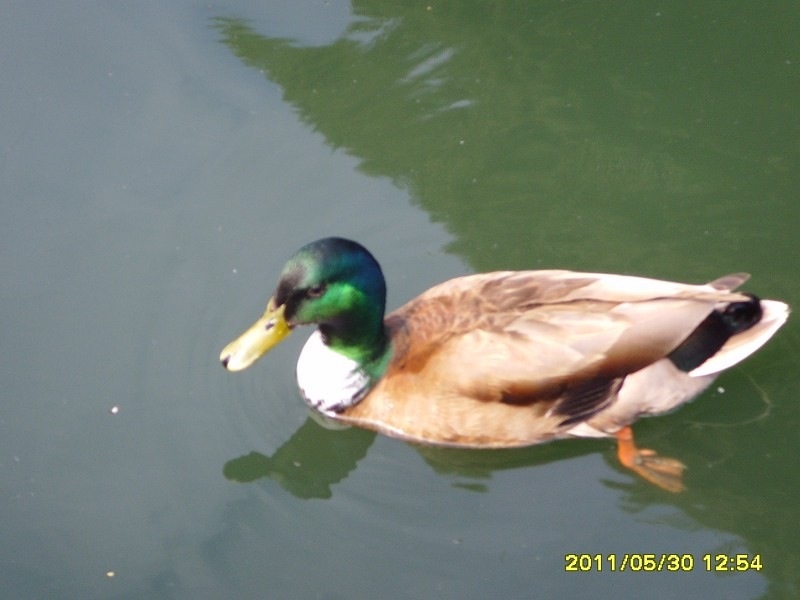 image.jpg