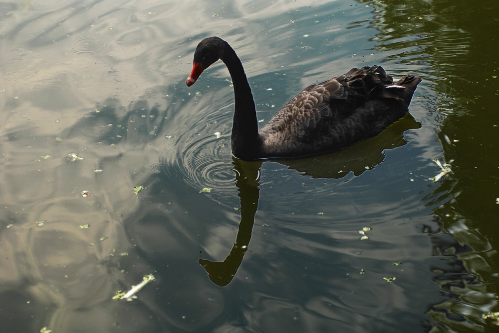 dsc_4767.jpg