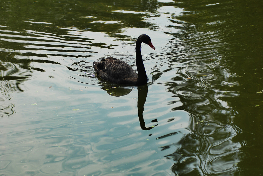 dsc_4781.jpg