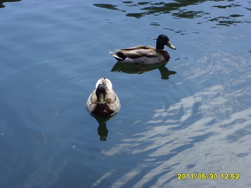 image.jpg