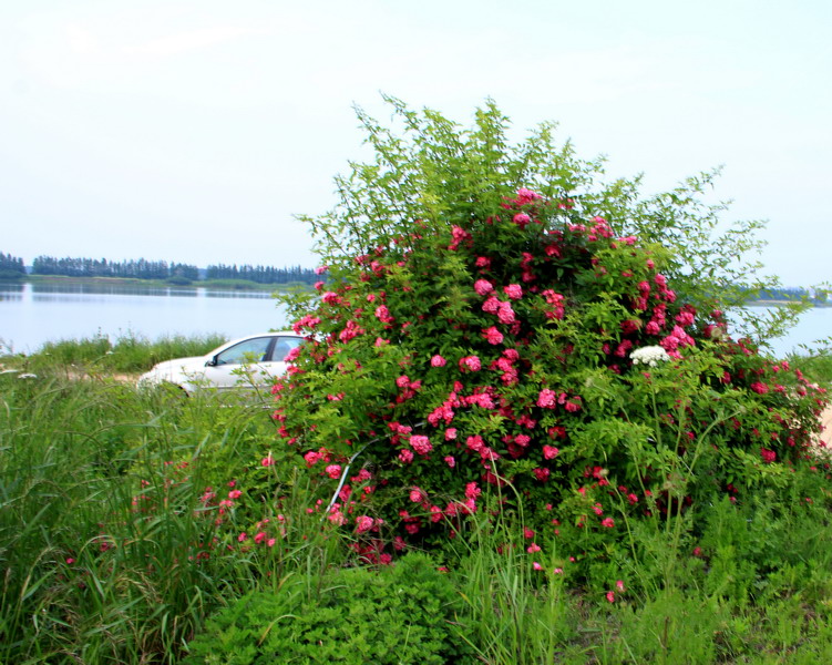 img_3802_СС.jpg