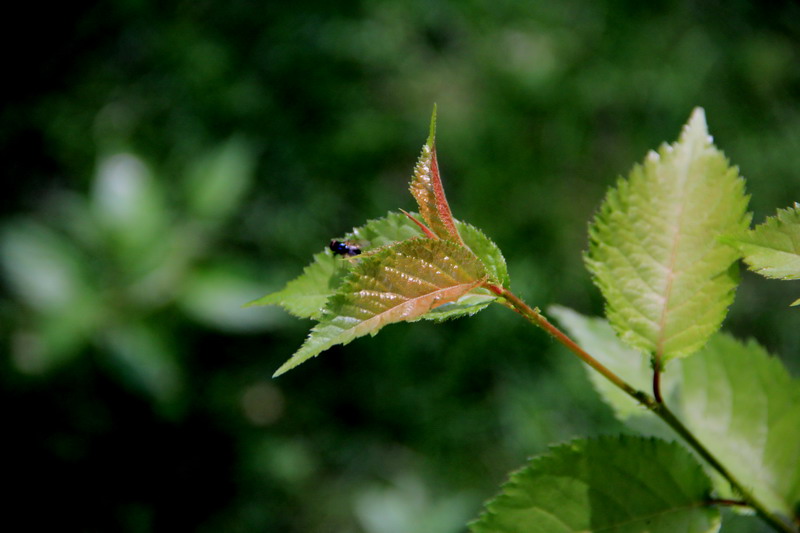 img_3715_СС.jpg