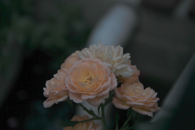 img_3745_СС.jpg