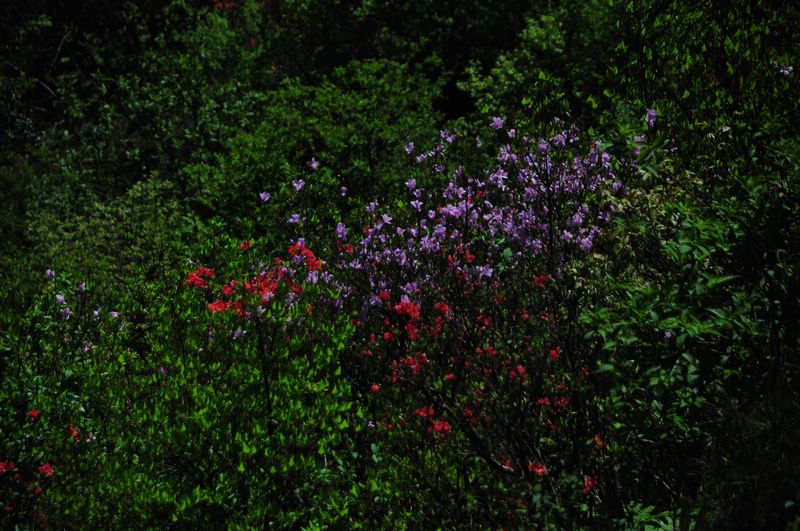 dsc_0681_neo_img.jpg