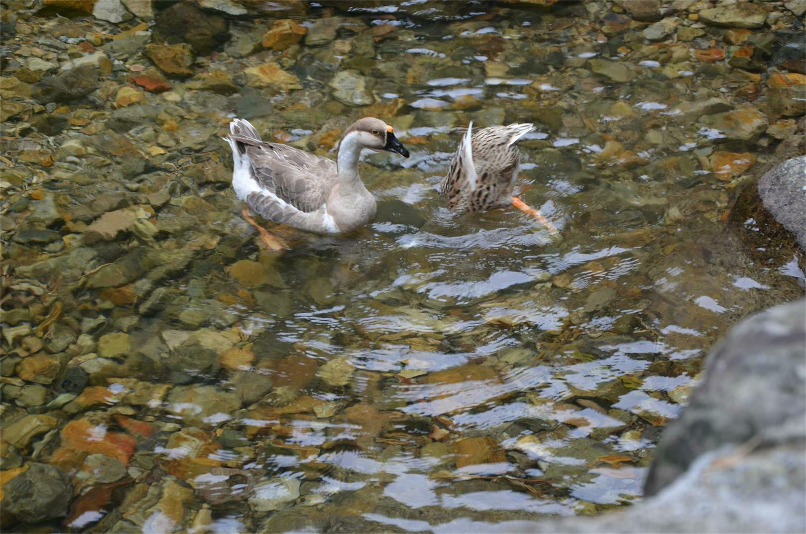 dsc_0445_ͼ_ͼ.jpg