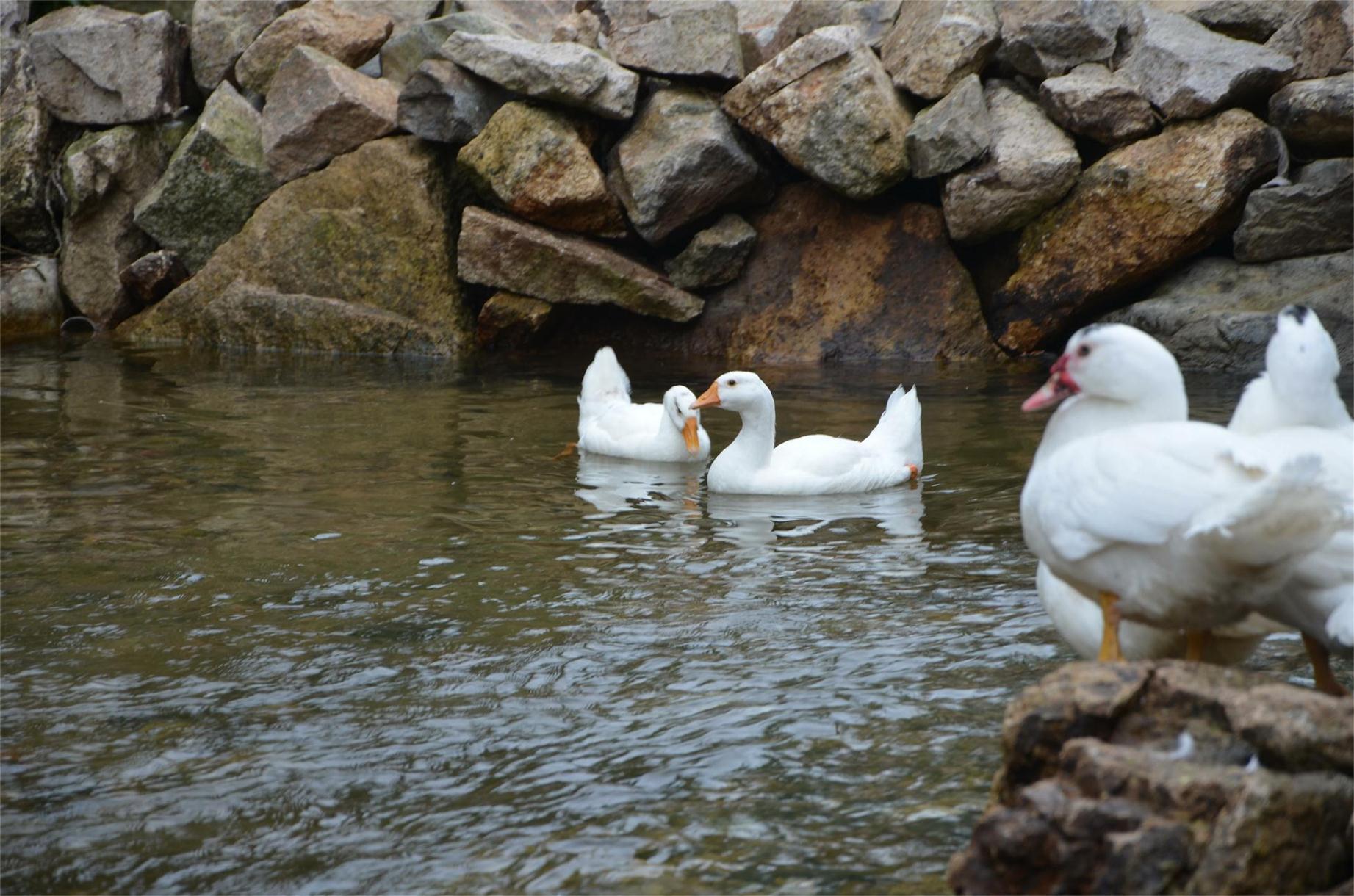 dsc_0423_ͼ.jpg