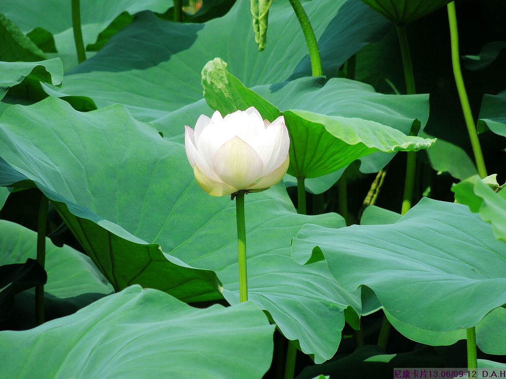 dscn9945.jpg