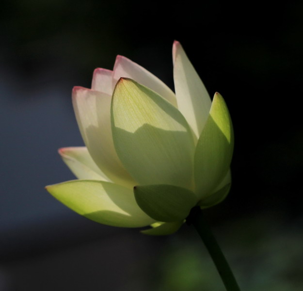 img_7010_缩小大小.jpg