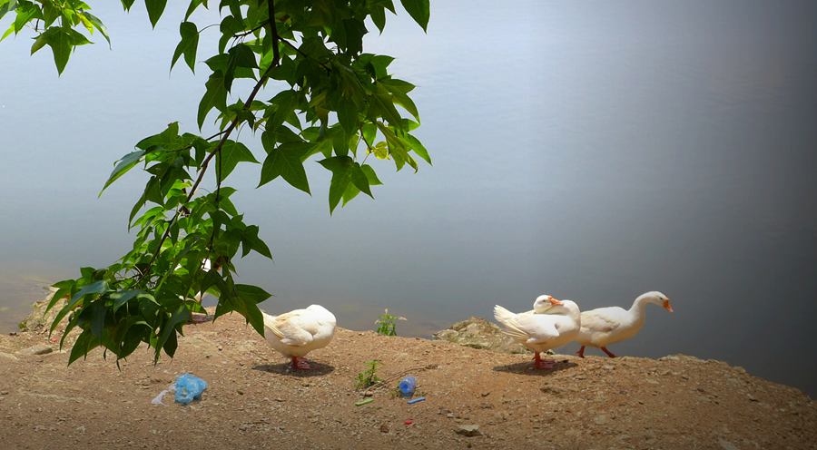 p1130171.jpg