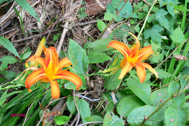 p1270532.jpg