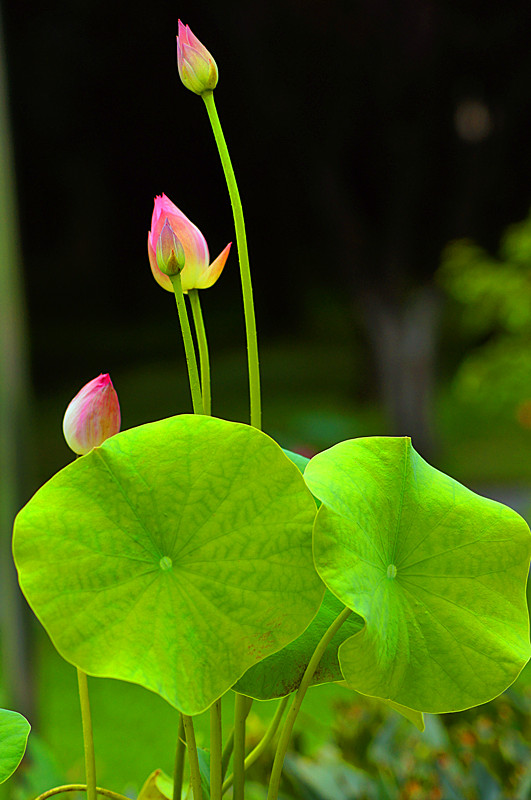 dsc03534_副本.jpg