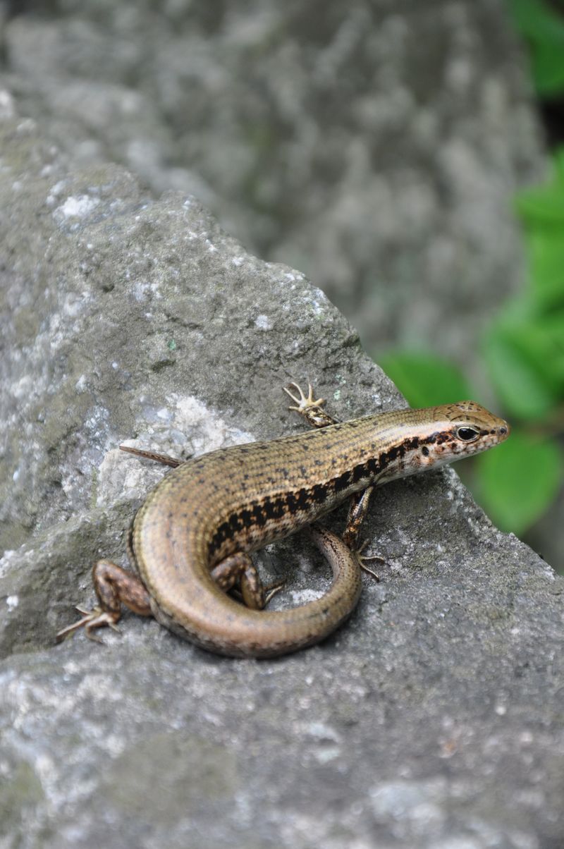 dsc_0007.jpg