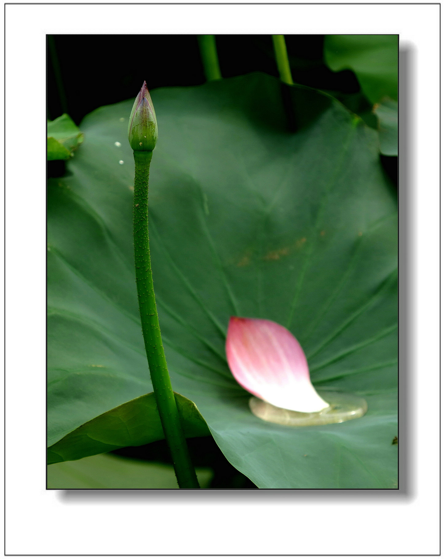 img_1426ay.jpg