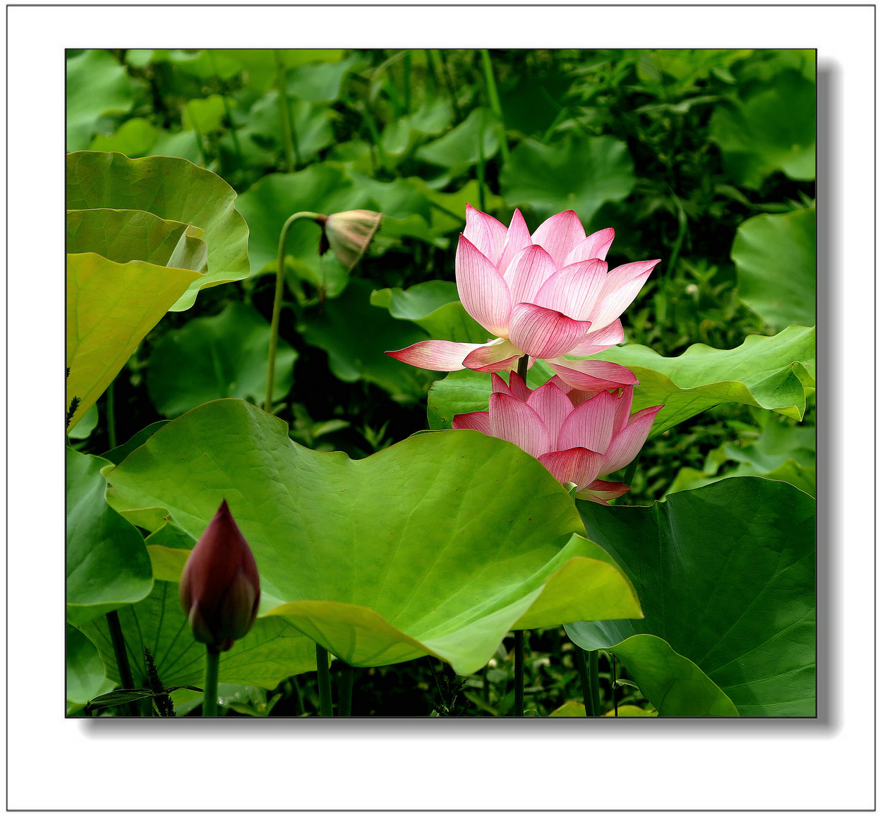 img_1438ay.jpg