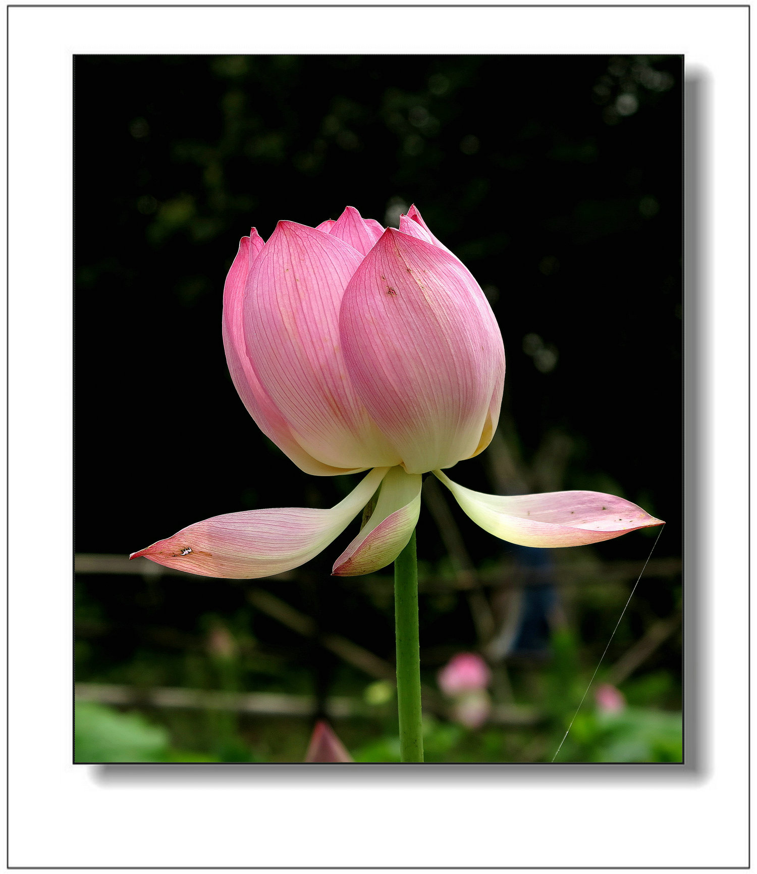 img_1439ay.jpg