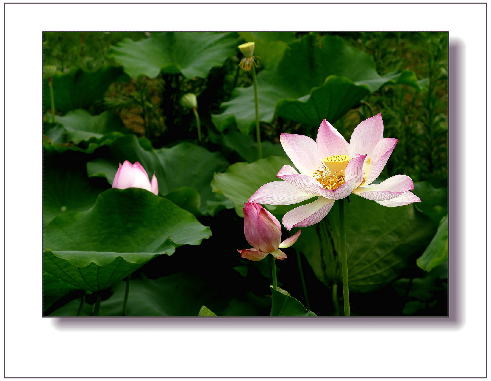 img_1449ay.jpg