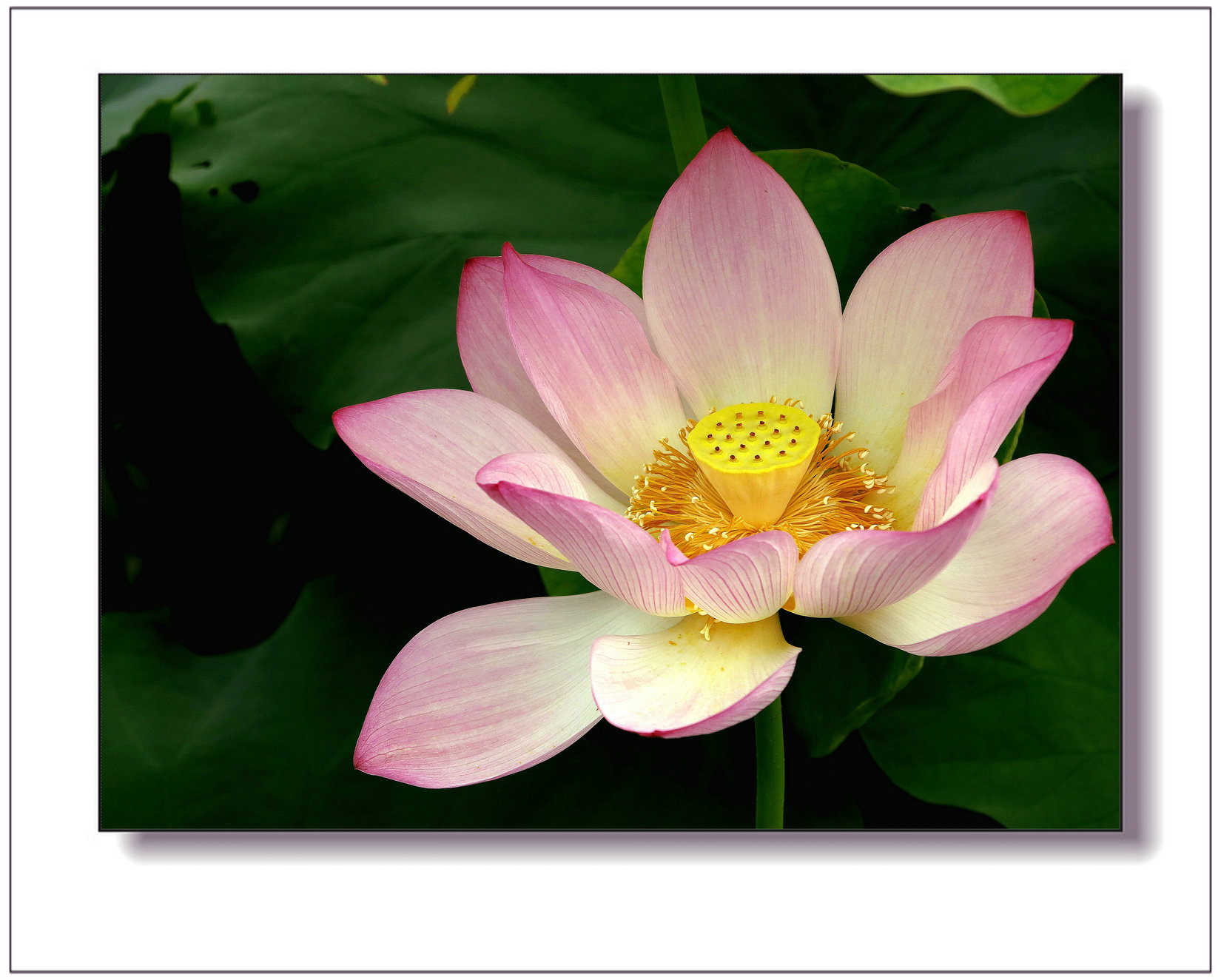 img_1453ay.jpg