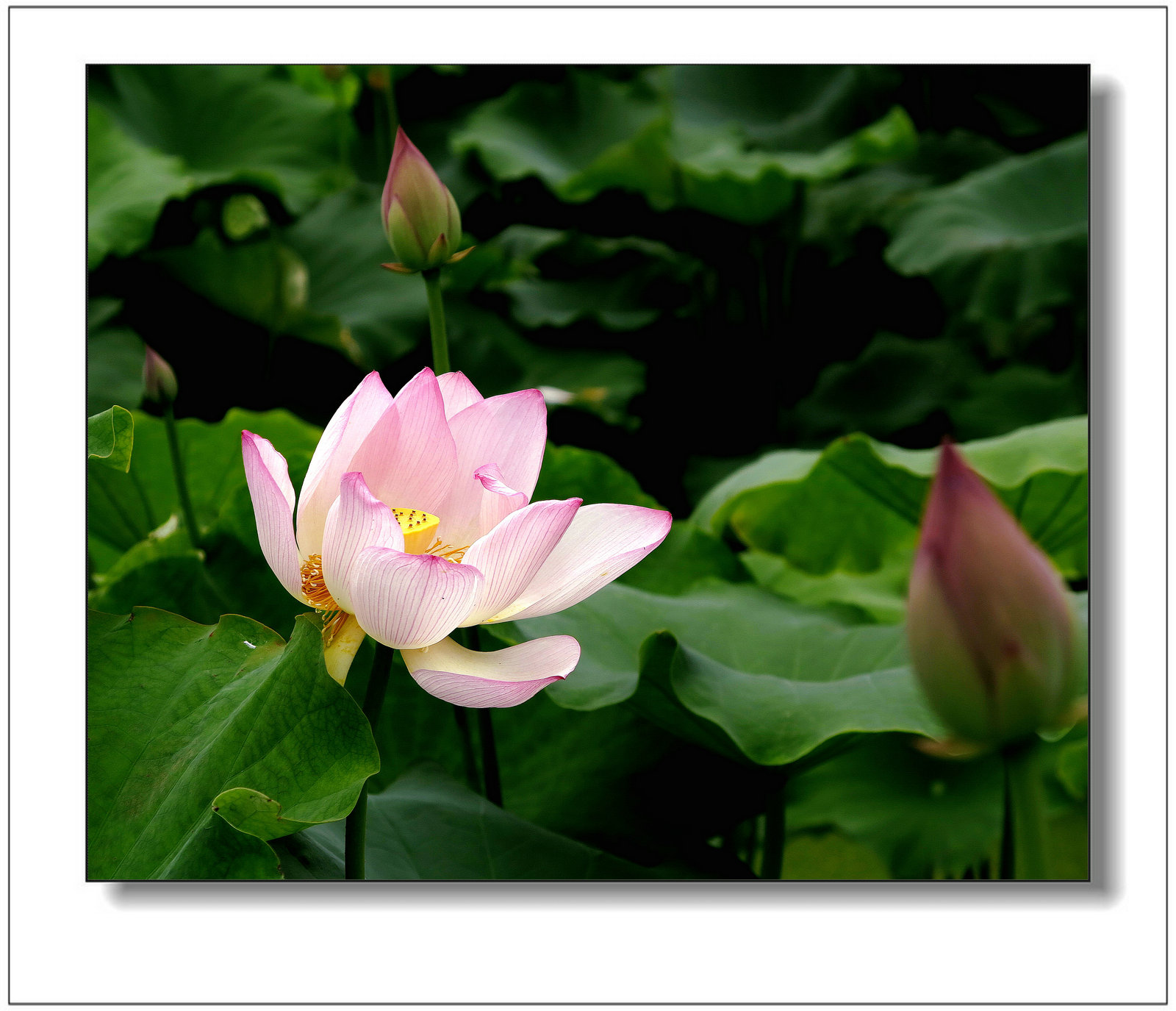 img_1486ay.jpg