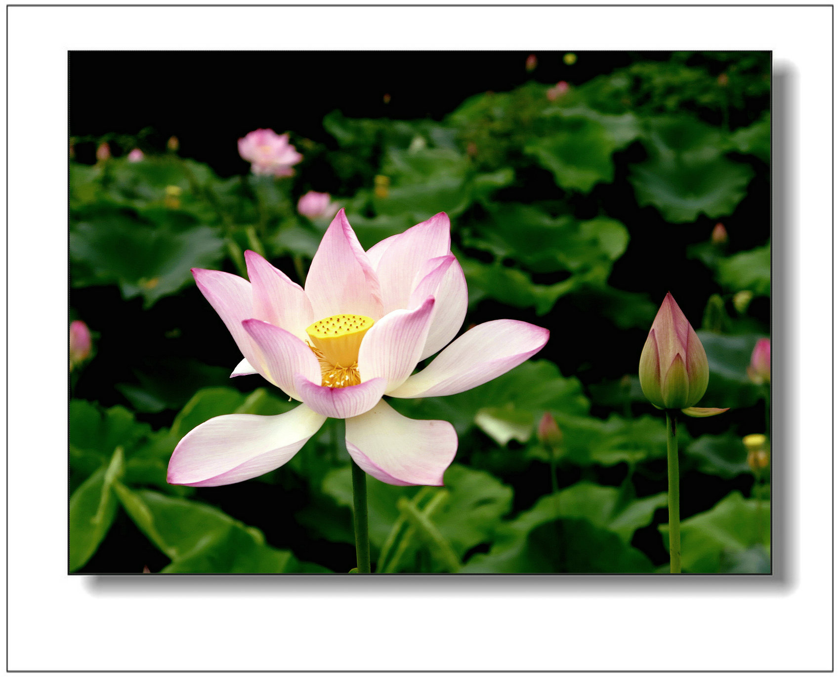 img_1504ay.jpg