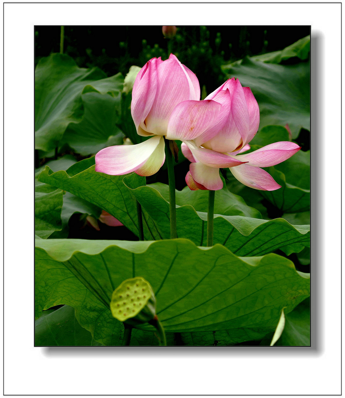 img_1530by.jpg