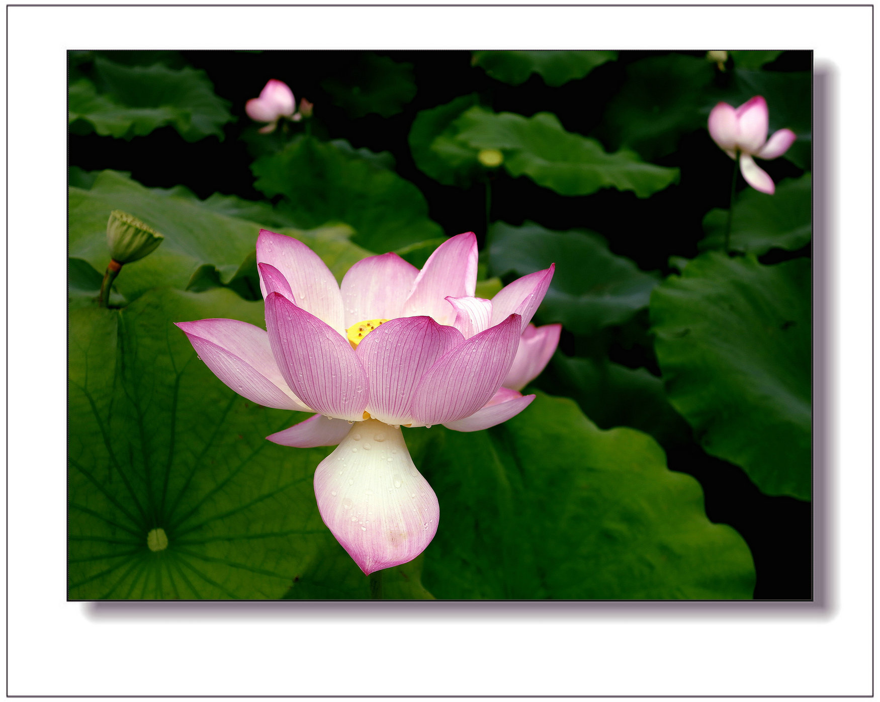 img_1570ay.jpg