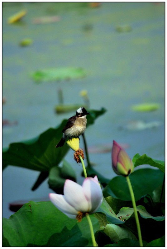 荷花46.jpg