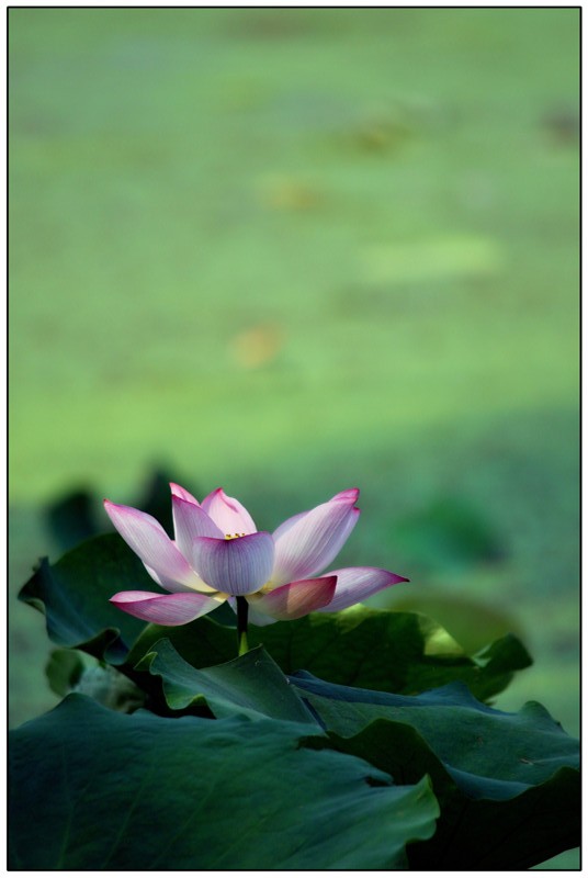 荷花47.jpg