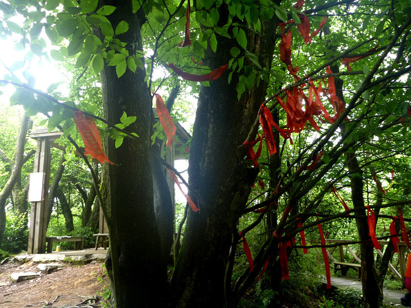 p1150618_.jpg