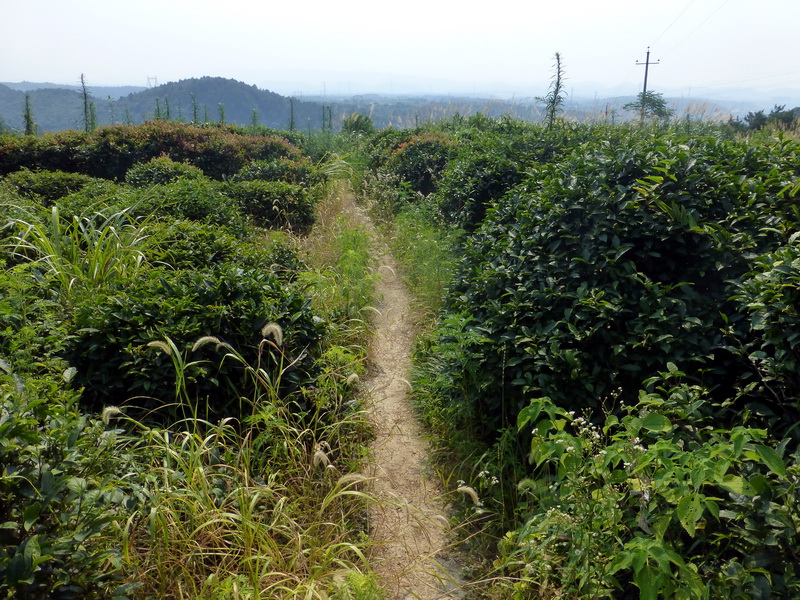 p1090429.jpg