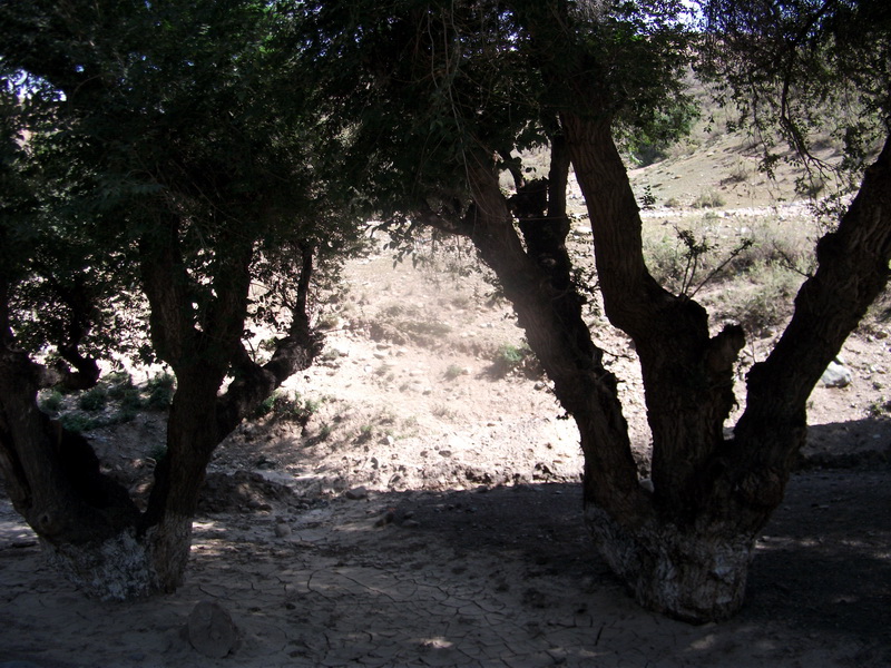 dscf0306.jpg