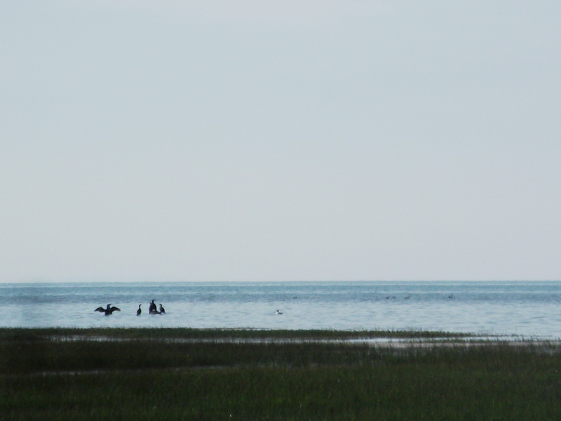 dscf0339.jpg