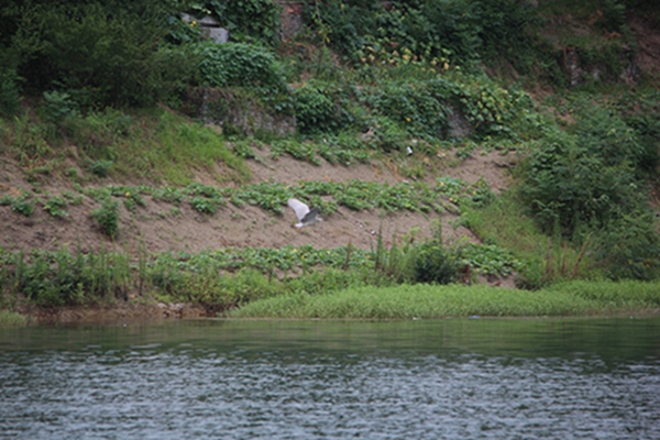 175.jpg